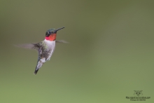 Colibris (22)