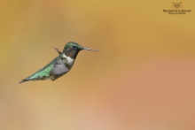Colibris (23)