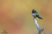 Colibris (24)