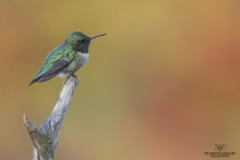 Colibris (25)