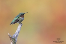 Colibris (26)