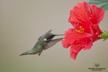 Colibris (3)