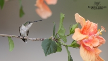 Colibris (4)