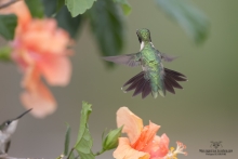 Colibris (5)
