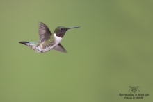 Colibris (6)