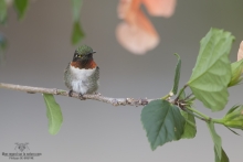 Colibris (7)
