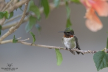 Colibris (8)