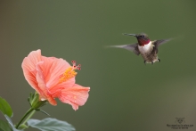 Colibris (9)