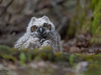 B247277-Modifier-copie-2