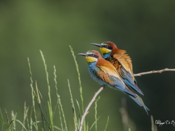 Guêpier d'Europe (22)