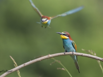 Guêpier d'Europe (23)