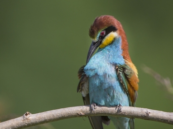 Guêpier d'Europe (24)