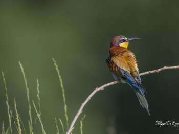 Guêpier d'Europe (25)