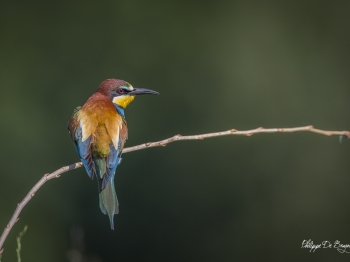 Guêpier d'Europe (26)