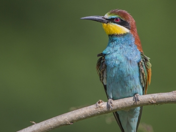 Guêpier d'Europe (27)