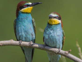 Guêpier d'Europe (28)