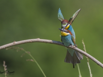 Guêpier d'Europe (29)