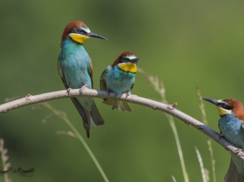 Guêpier d'Europe (30)