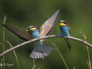 Guêpier d'Europe (31)