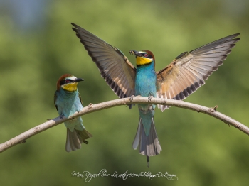 Guêpier d'Europe (32)