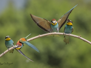 Guêpier d'Europe (33)