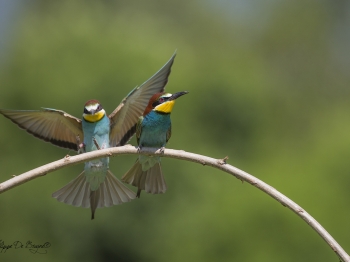 Guêpier d'Europe (34)