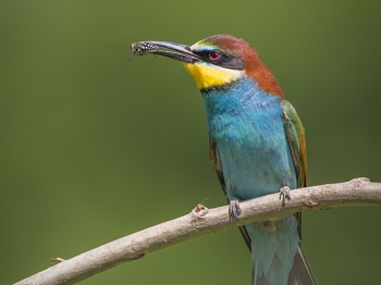 Guêpier d'Europe (35)