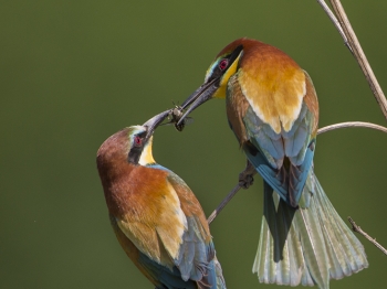 Guêpier d'Europe (36)