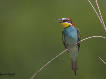 Guêpier d'Europe (37)