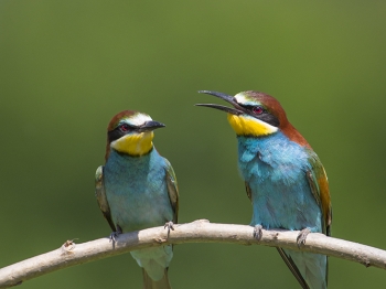 Guêpier d'Europe (38)