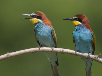 Guêpier d'Europe (40)