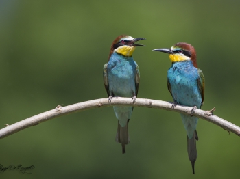 Guêpier d'Europe (41)