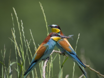 Guêpier d'Europe (42)