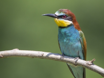 Guêpier d'Europe (43)