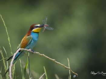 Guêpier d'Europe (44)