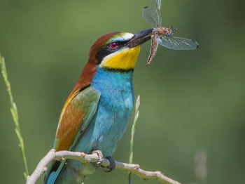 Guêpier d'Europe (45)