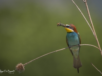 Guêpier d'Europe (47)