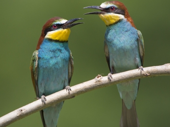 Guêpier d'Europe (48)