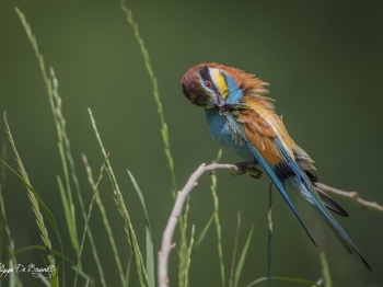 Guêpier d'Europe (49)