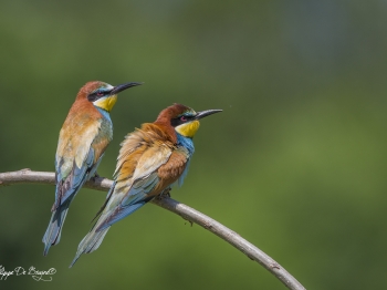 Guêpier d'Europe (50)