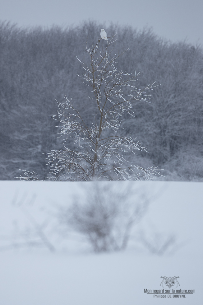 02I2945-Harfang des neiges