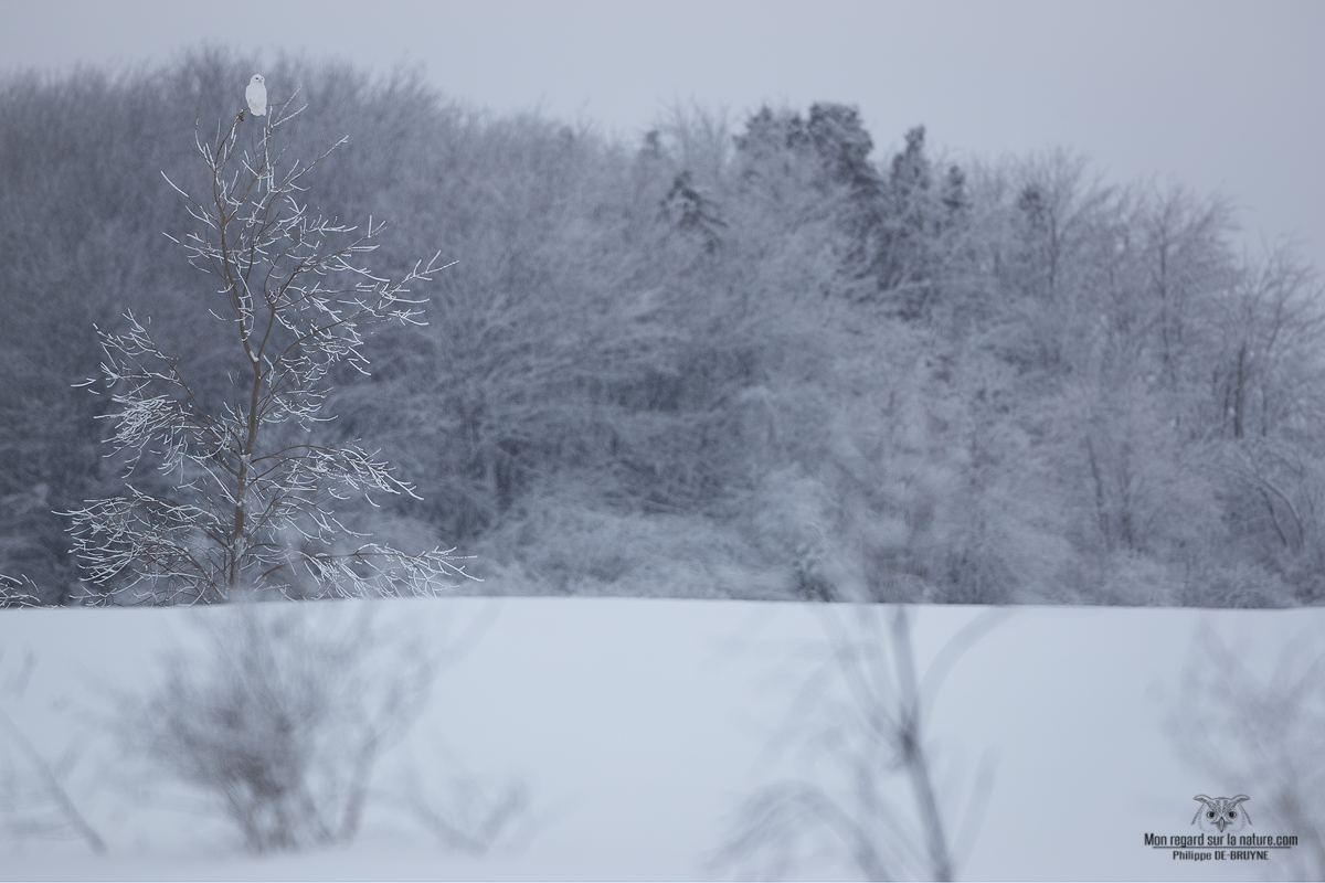 02I2947-Harfang des neiges