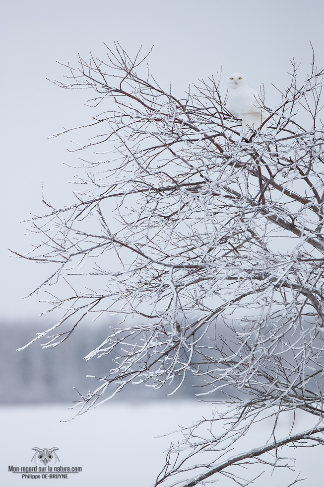02I3548-Harfang des neiges