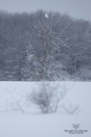 02I2945-Harfang des neiges