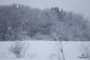 02I2947-Harfang des neiges