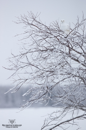 02I3548-Harfang des neiges