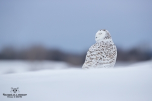 02I3925-Harfang des neiges