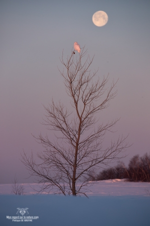 02I6868-Harfang des neiges