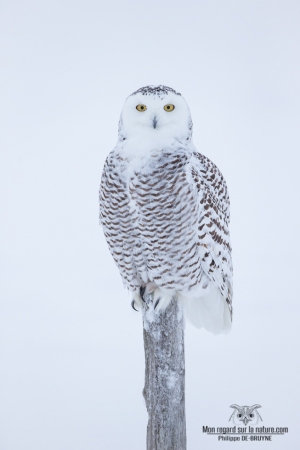 DXP3724-Harfang des neiges