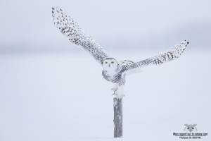 DXP3752-Harfang des neiges